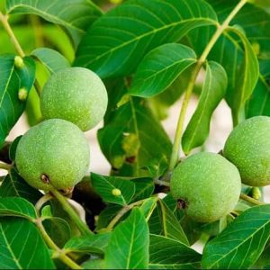 خرید نهال گردو جمال با قیمت مناسب + فروش ویژه نهال گردو جمال