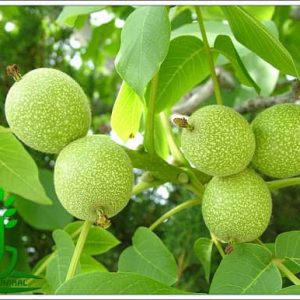 درخت گردو روند