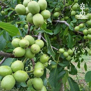 درخت گردو یالووا