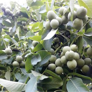 خرید نهال گردو خوشه ای ایرانی با قیمت مناسب