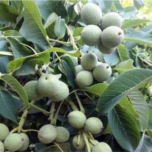 خرید نهال گردو اصلاح شده با قیمت مناسب