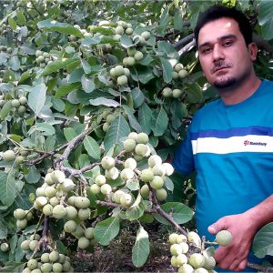 نهال گردو کانادایی پالیز